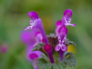 Beautiful tiny pink-purple florets