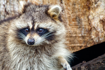 Obraz premium raccoon face outdoor closeup