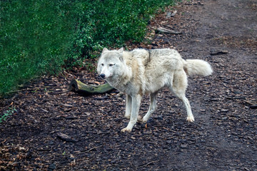 steppe wolf outdoor closeup