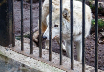 steppe wolf in the city zoo closeup