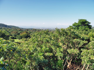 Fototapeta na wymiar Nationaler Botanischer Garten Kirstenbosch - im Stadtteil Newlands von Kapstadt 