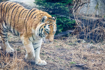 amur tiger in the forest