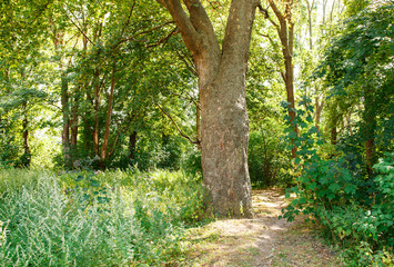 old dirt road in the forest