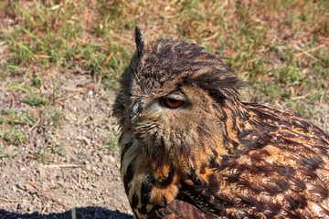 Close up of an owl's head.