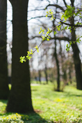 Branches with fresh green leaves in a park.