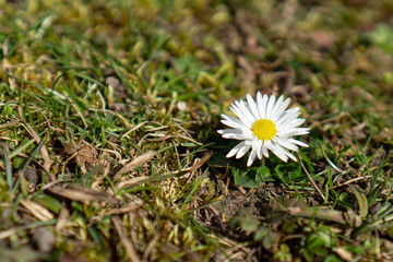 First daisy of the year on the ground
