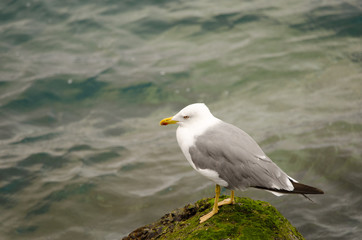 Fototapeta premium Yellow-legged gull on a tetrapod.