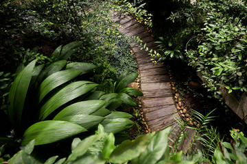Wooden lined walkway in the jungle with many plants 
