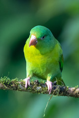Portrait of light green parrot with brown head, Brown-hooded Parrot, Pionopsitta haematotis. Wildlife bird from tropical forest. Parrot from Central America.