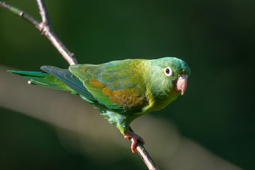 Portrait of light green parrot with brown head, Brown-hooded Parrot, Pionopsitta haematotis. Wildlife bird from tropical forest. Parrot from Central America.