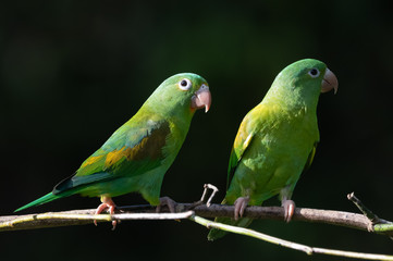 Portrait of light green parrot with brown head, Brown-hooded Parrot, Pionopsitta haematotis. Wildlife bird from tropical forest. Parrot from Central America.