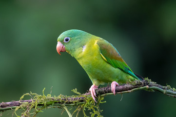 Portrait of light green parrot with brown head, Brown-hooded Parrot, Pionopsitta haematotis. Wildlife bird from tropical forest. Parrot from Central America.