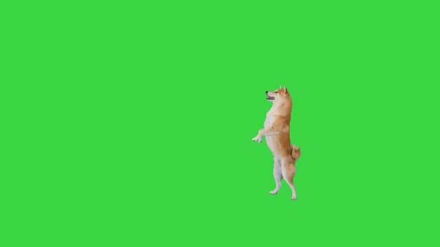 Girl training shiba inu, japanese puppy, hachiko on a Green Screen, Chroma Key.