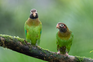 Portrait of light green parrot with brown head, Brown-hooded Parrot, Pionopsitta haematotis. Wildlife bird from tropical forest. Parrot from Central America.