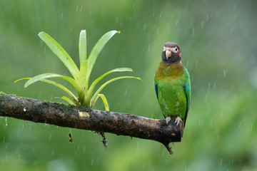 Portrait of light green parrot with brown head, Brown-hooded Parrot, Pionopsitta haematotis. Wildlife bird from tropical forest. Parrot from Central America.
