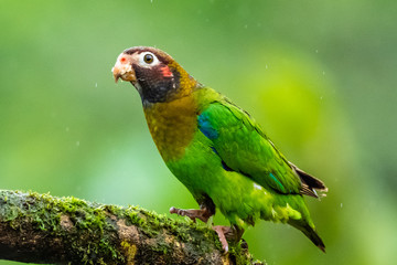 Portrait of light green parrot with brown head, Brown-hooded Parrot, Pionopsitta haematotis. Wildlife bird from tropical forest. Parrot from Central America.