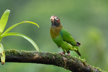 Portrait of light green parrot with brown head, Brown-hooded Parrot, Pionopsitta haematotis. Wildlife bird from tropical forest. Parrot from Central America.