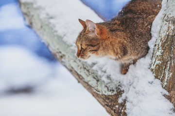 Cat sitting on the snowy tree in the winter orchard