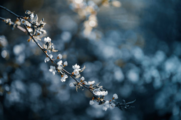 Photo of closeup blossoming tree in forest or park. Beautiful nature background