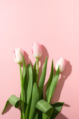 Bouquet of pink tulips with sunny shadow on pastel pink. Top view. Happy holiday. Greeting card for...