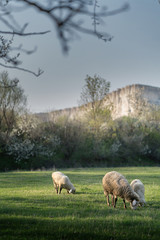 Fototapeta premium flock of sheep