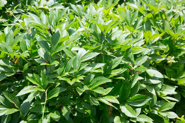 Chinese herbaceous peony