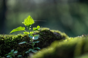 photo of closeup sprout in spring forest