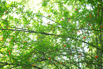 Pomegranate flowers