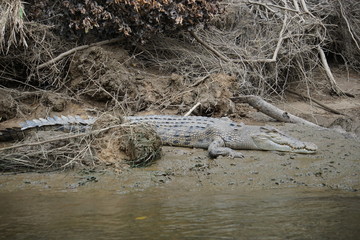 Young Saltwater crocodile