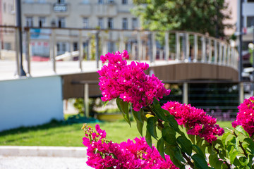 Bright pink bougainvillea flowers blooming in the park