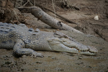 Saltwater crocodile
