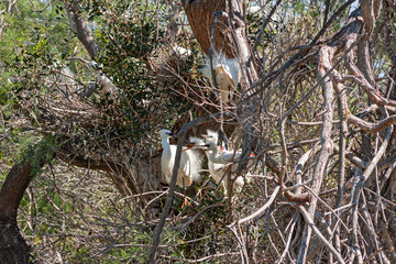Some white heron chicks claim food.