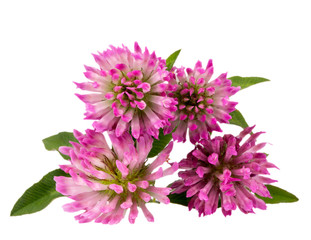 Flowers of red clover isolated on white background, close up