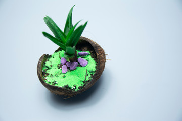 Green colanchoe plant in a vase of coconut on a gray background