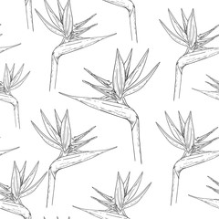 Monochrome pattern of individual strelitzia flowers