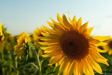Field of blooming sunflower. Agricultural production. Farming. Growing food.