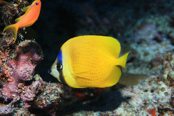 Sunburst butterflyfish