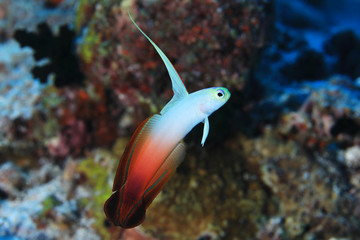 Fire goby fish