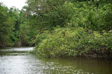 Daintree river bank