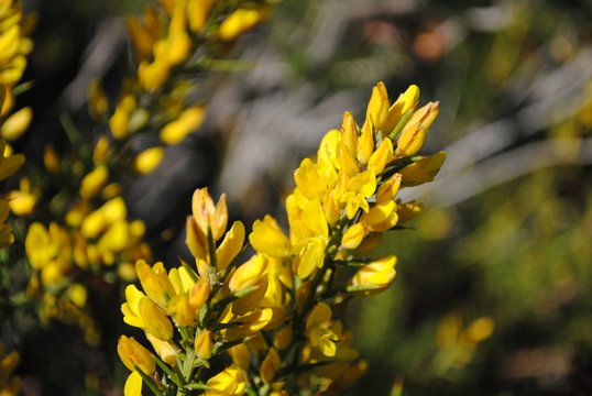 Flores de aliaga o genista (Genista scorpius)