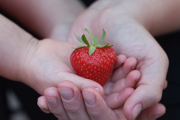 Ripe strawberry in mother and doughter handbreadths. First fruits theme. Garden strawberry in flat hands. Straw-berry in children hand. Strawberry in open hand.