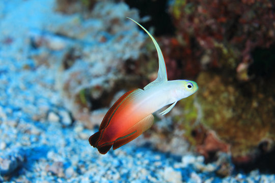Fire goby fish