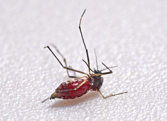 Close-up of mosquito sucking blood human