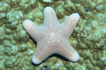 Granular sea star