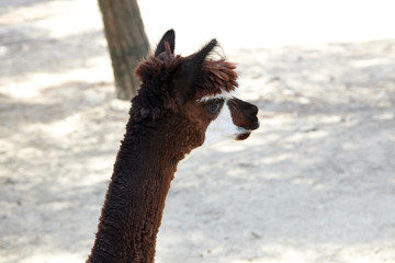 Portrait of brown llama at zoo