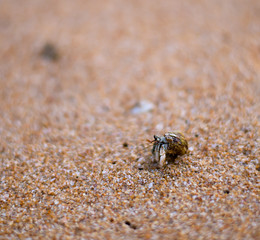 macro shot of a lively mollusk moving along the sand at Hikkaduwa Beach in Sri Lanka