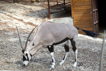 Antelope eats grass at zoo