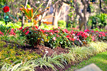 flowers in the garden