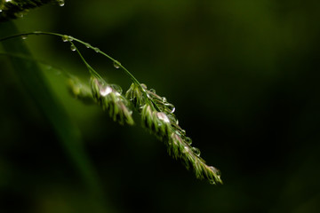 elegant raindrops on green leaves macro photography