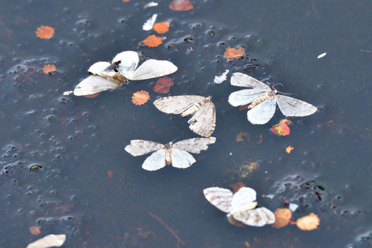  Birkenspanner (Biston betularia) im Herbst